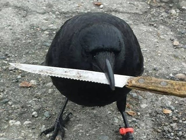 Crow with Knife (CAW)