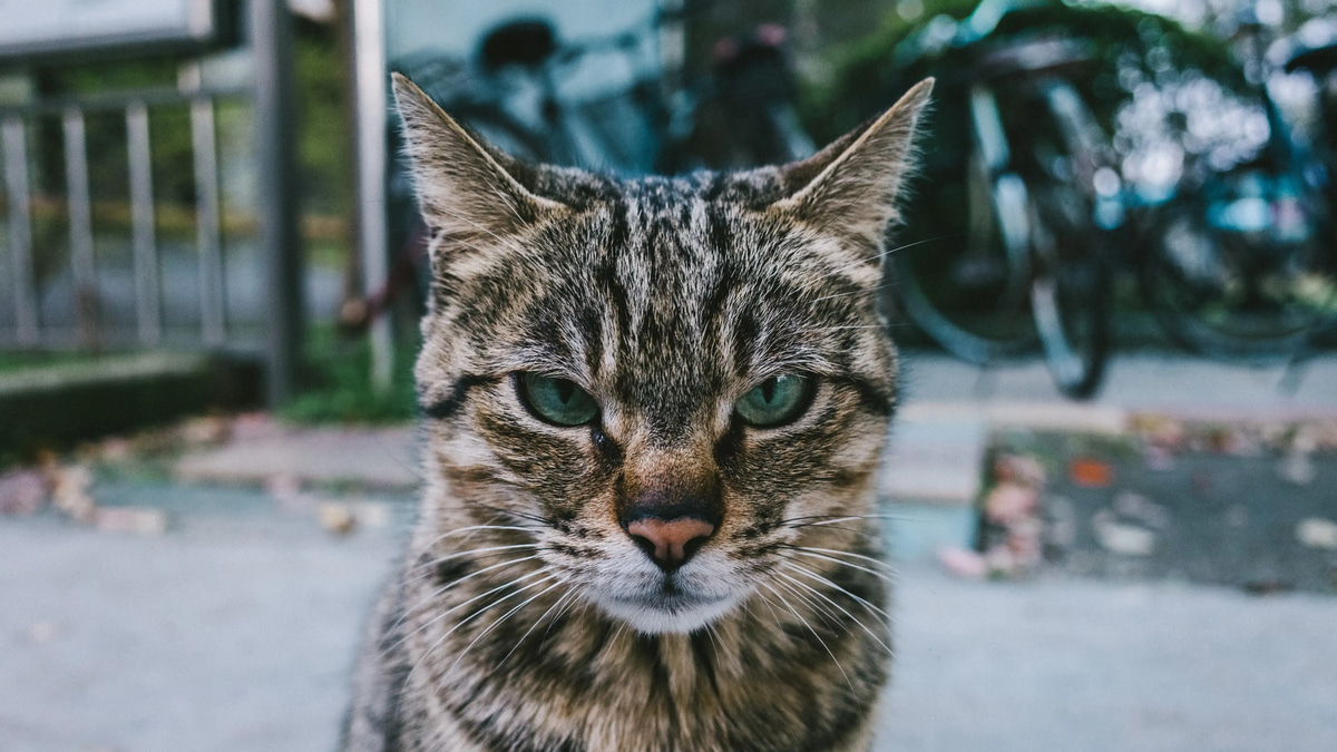 Crazy_animal | IQ.wiki