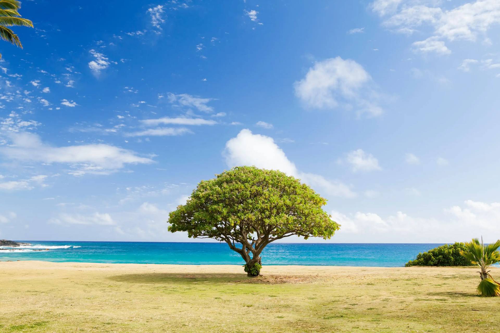 Featured image for beach tree