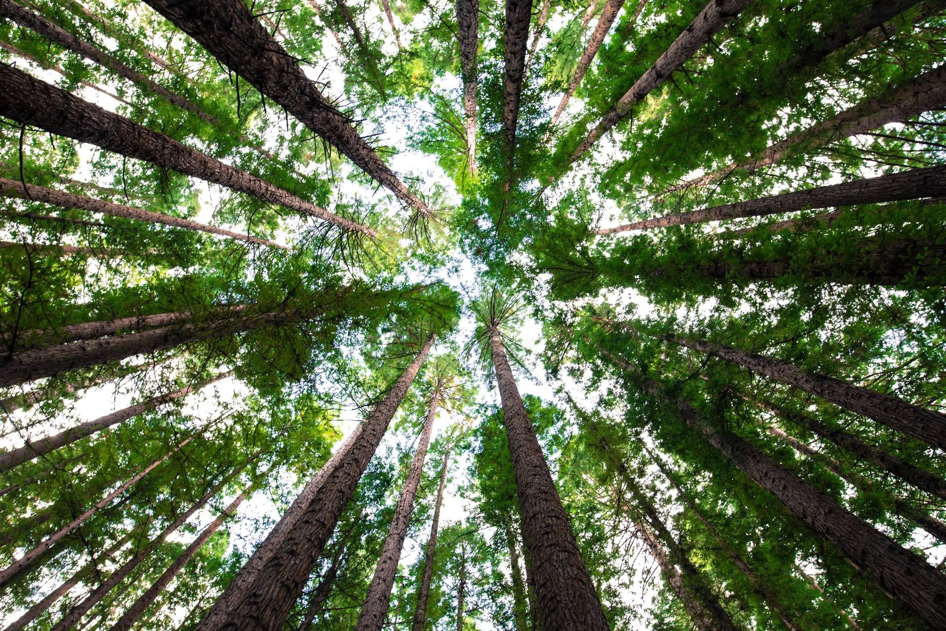 Featured image for Trees