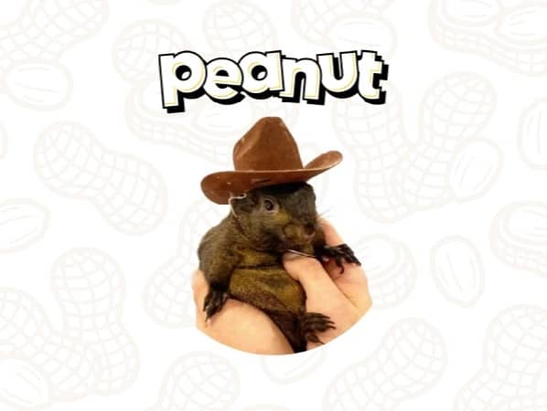 Peanut the Squirrel