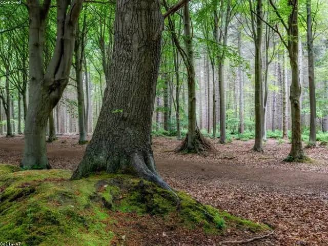 Featured image for Trees