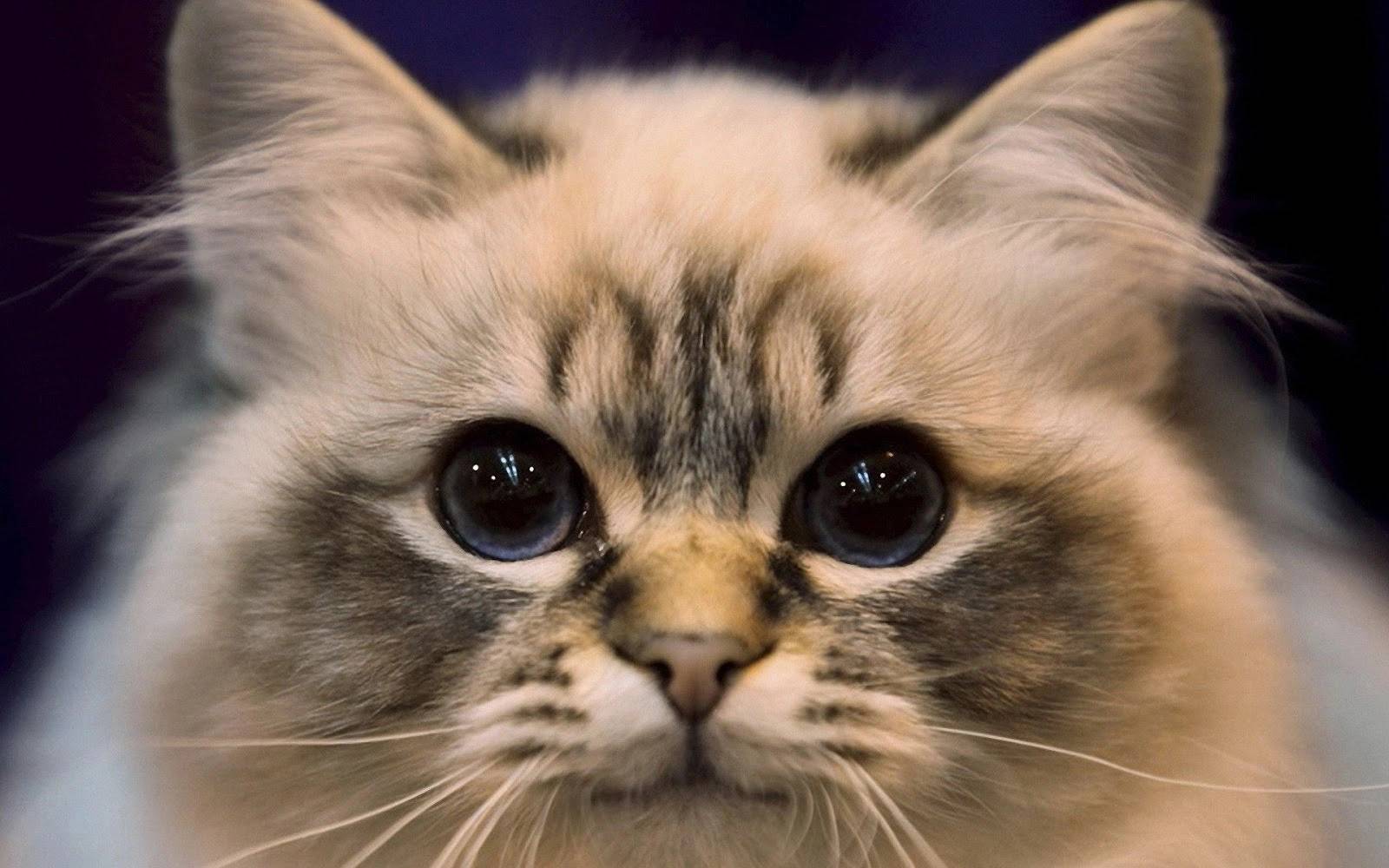 Featured image for Cute Cats 2