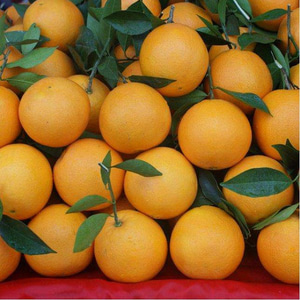 保合梨橙