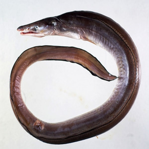 温州海鳗